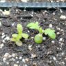 What do yarrow seedlings look like? - growhappierplants.com