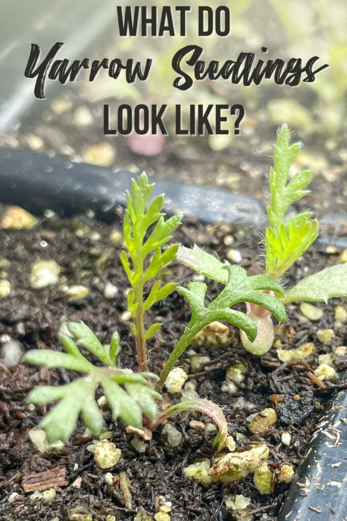 What Do Yarrow Seedlings Look Like Growhappierplants what-do-yarrow-seedlings-look-like-growhappierplants