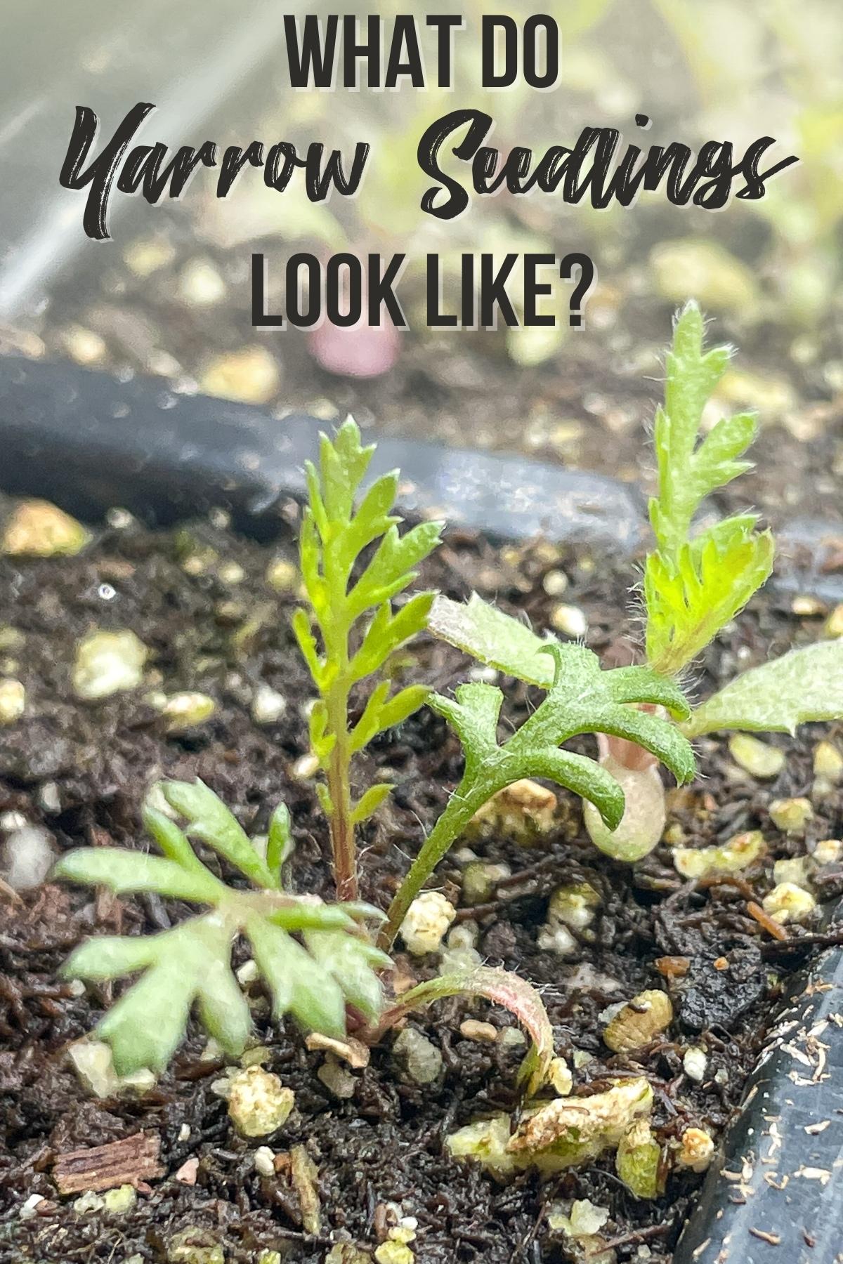 what do yarrow seedlings look like?