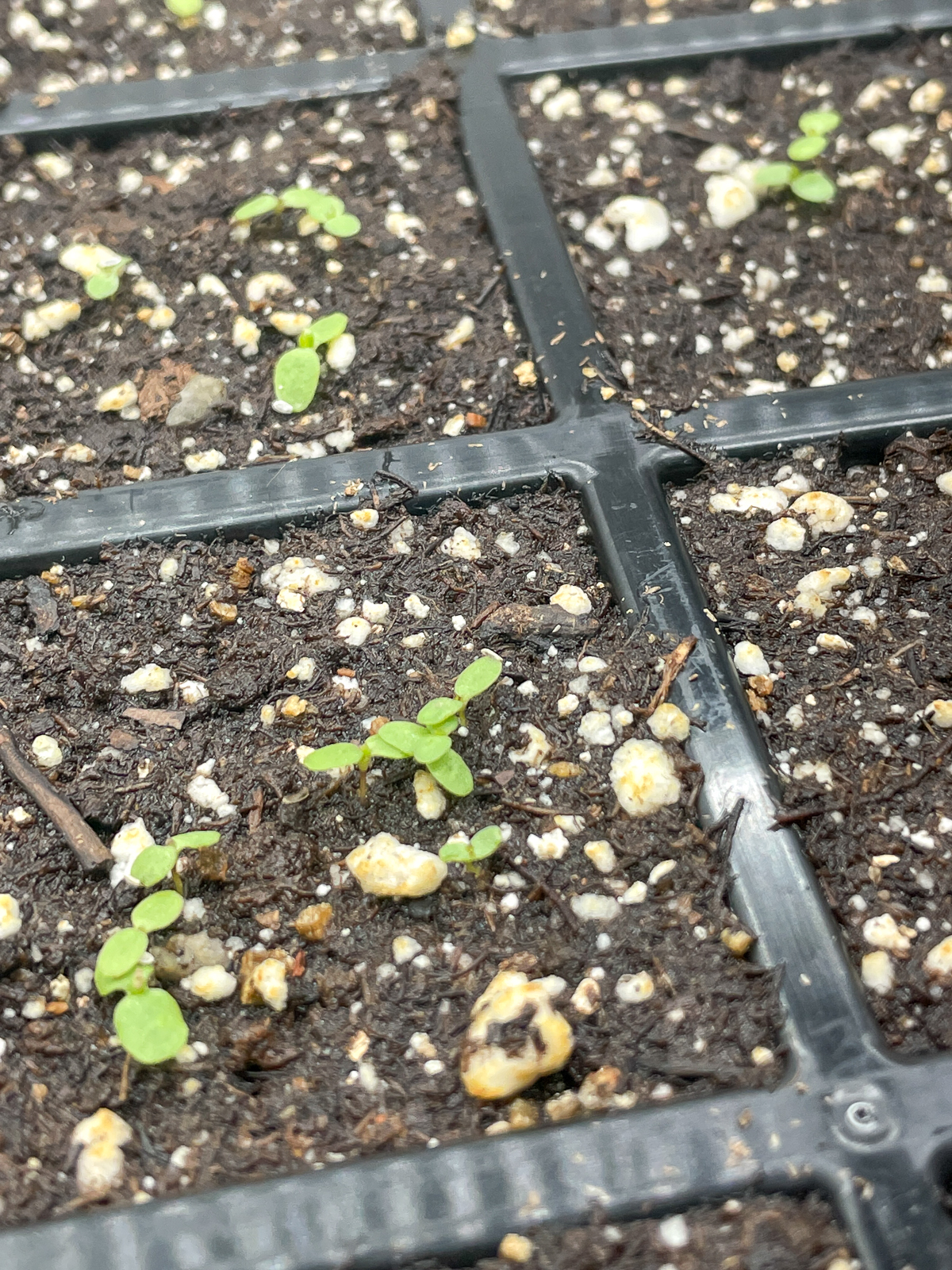 yarrow seedlings after germination
