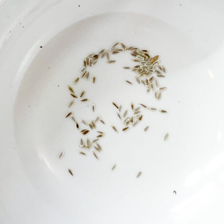 How to Grow Yarrow from Seed