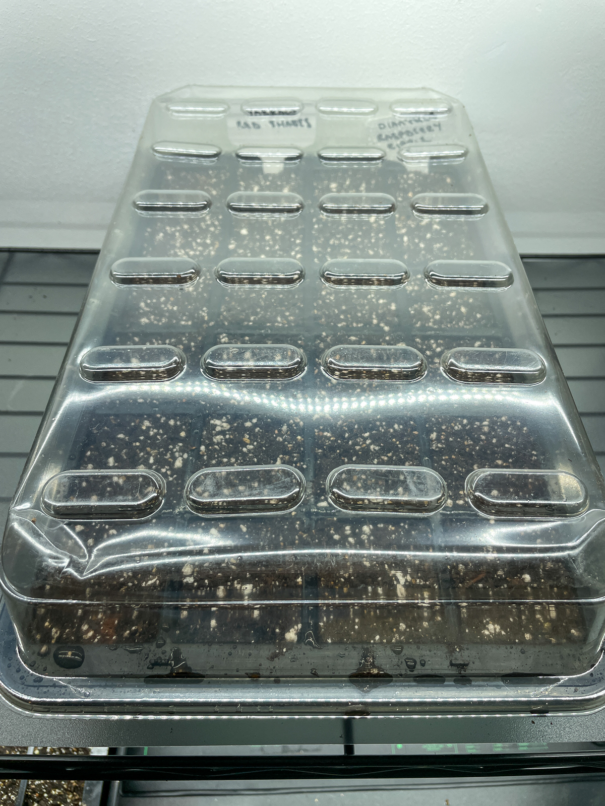 yarrow seeds in seed tray with humidity dome over it