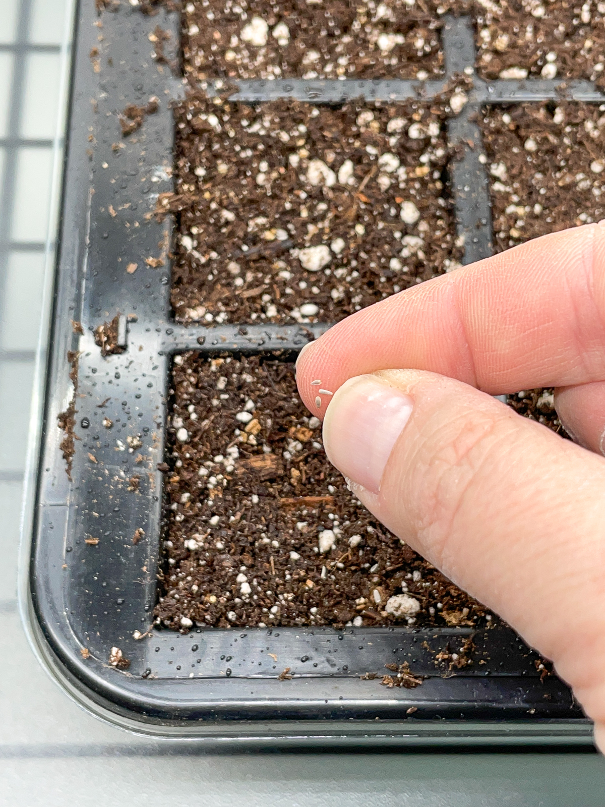 planting yarrow seeds in seed tray