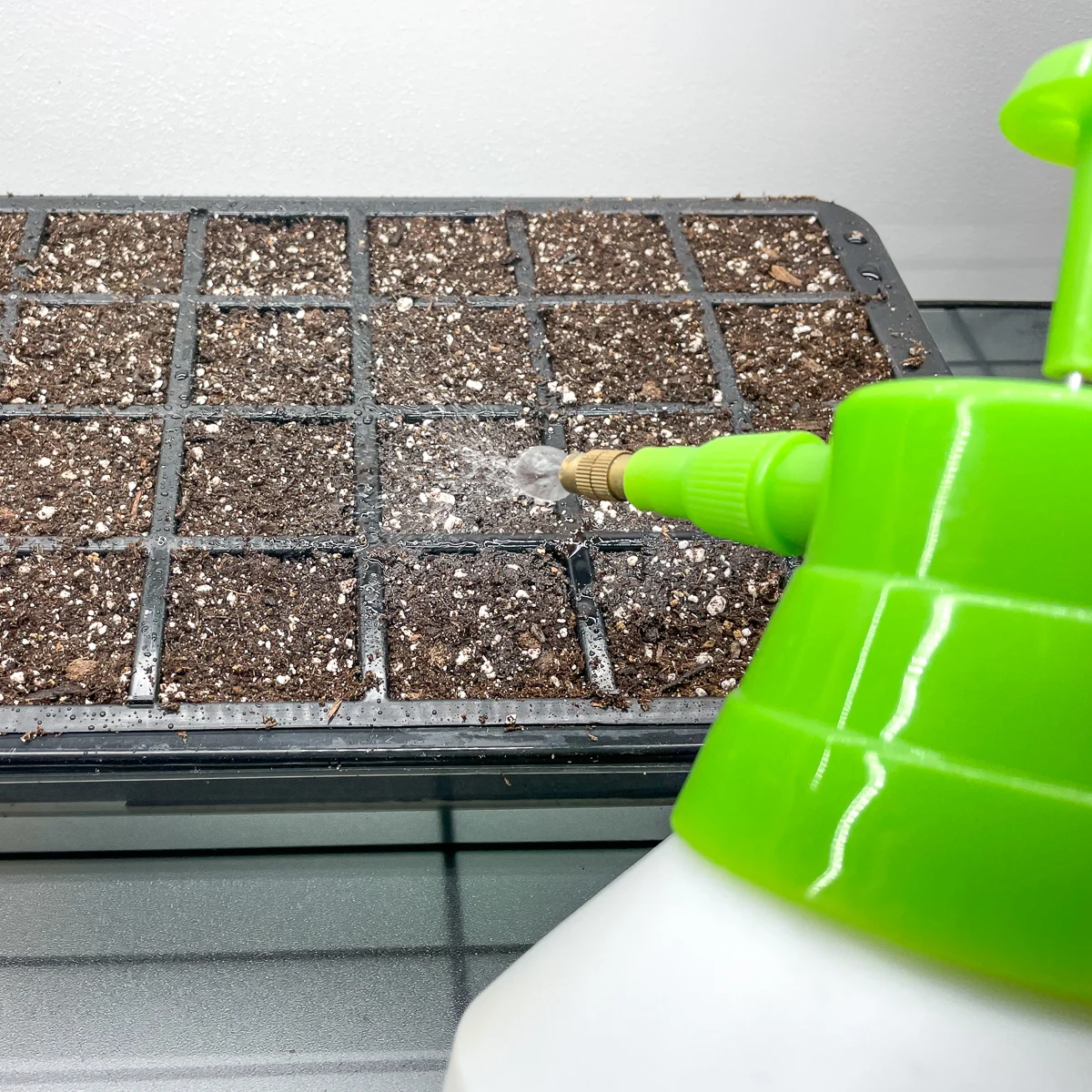 watering yarrow seeds in seed tray with a pump sprayer