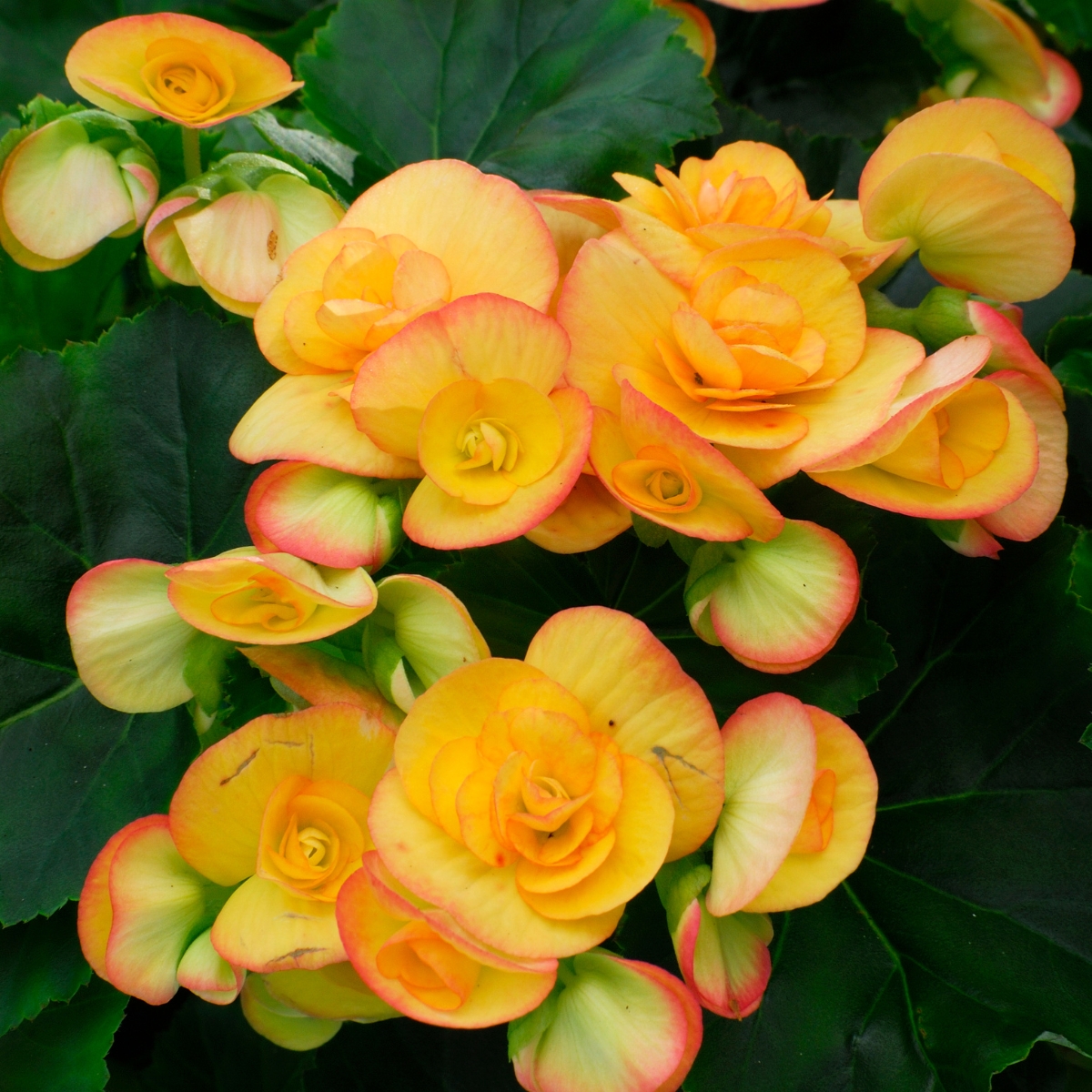 yellow begonias with red margins