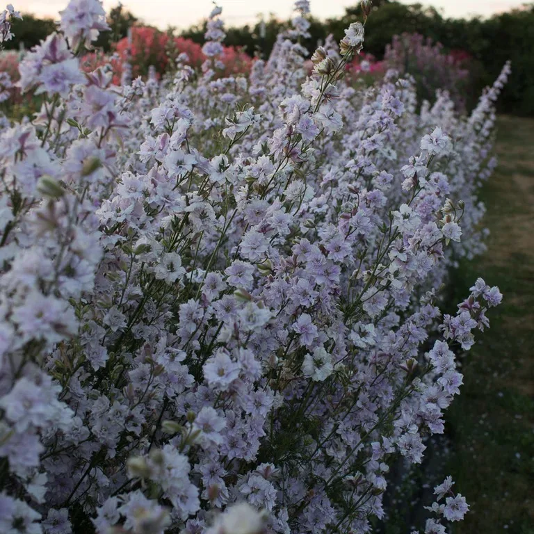 Smokey Eyes Larkspur from Floret