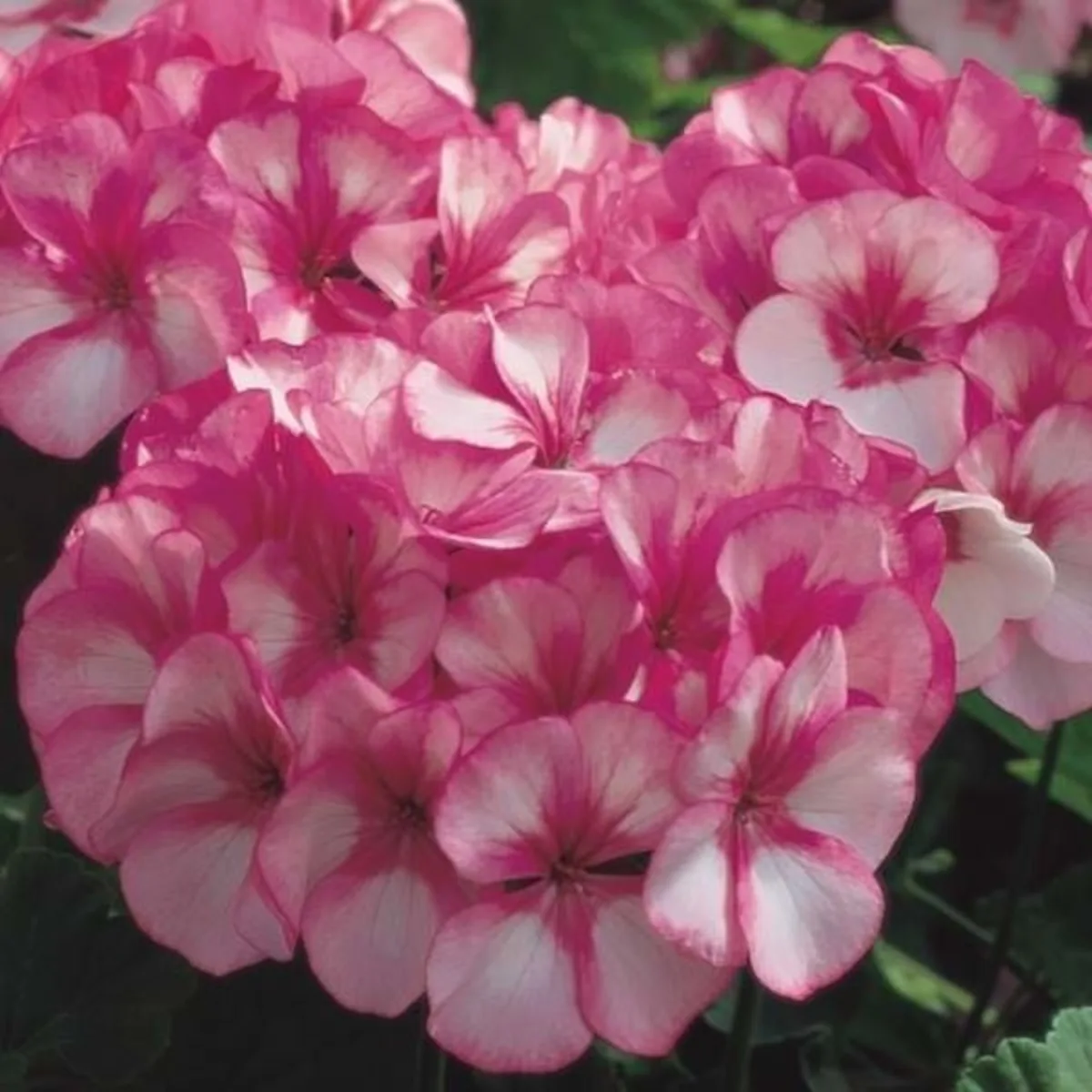 Maverick Star geranium with pink and white flowers