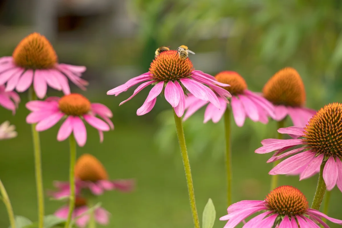 bees on purple echinacea flower
