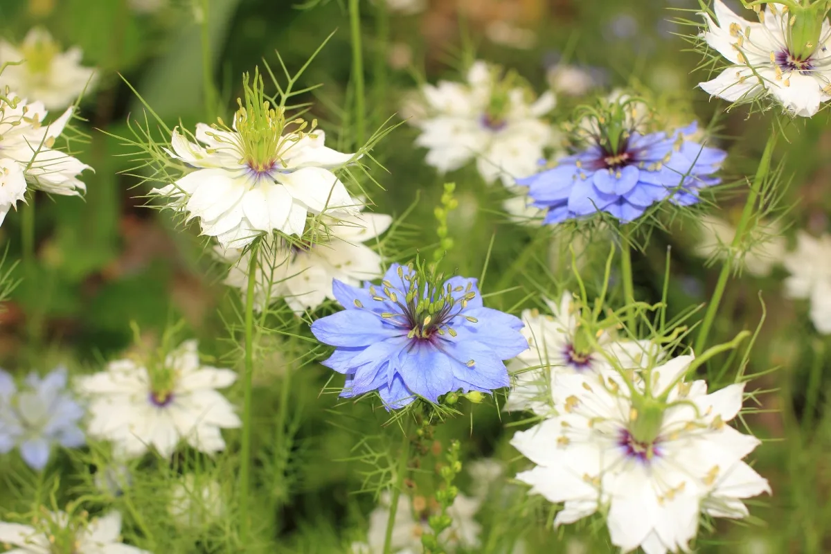 blue and white nigella flowers