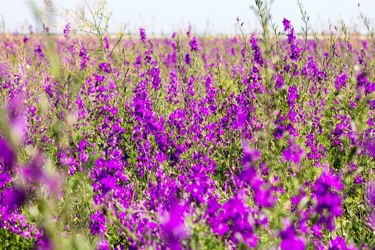 field of bright purple larkspur