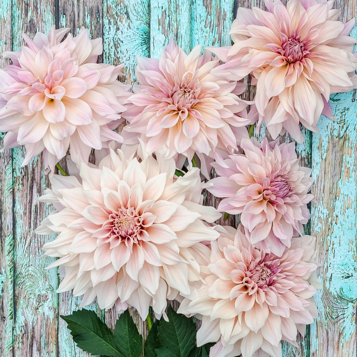 cafe au lait dahlias