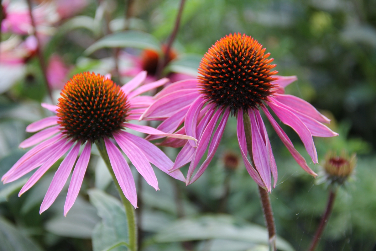 close up view of echinacea flower