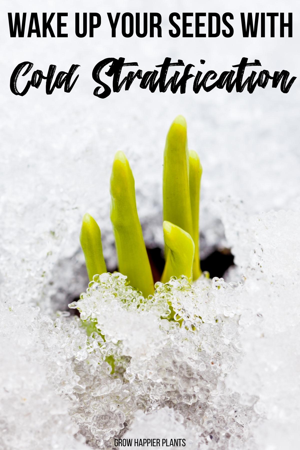 seedling growing through snow with text overlay "wake up your seeds with cold stratification"