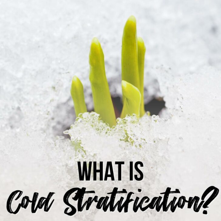 what is cold stratification?