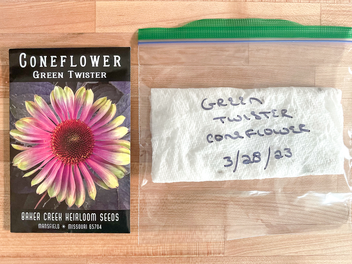 green twister coneflower seeds ready for cold stratification in fridge