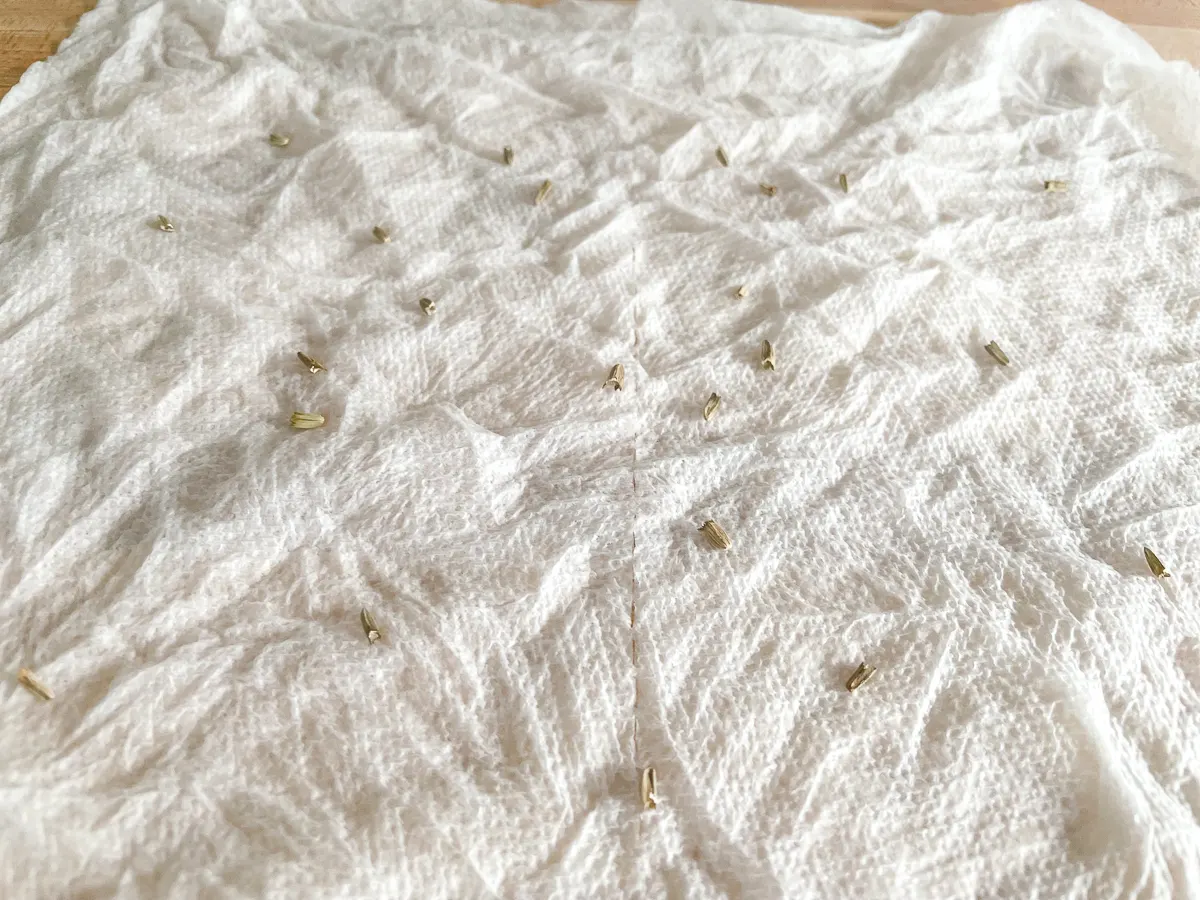 echinacea seeds spread over a damp paper towel before cold stratification
