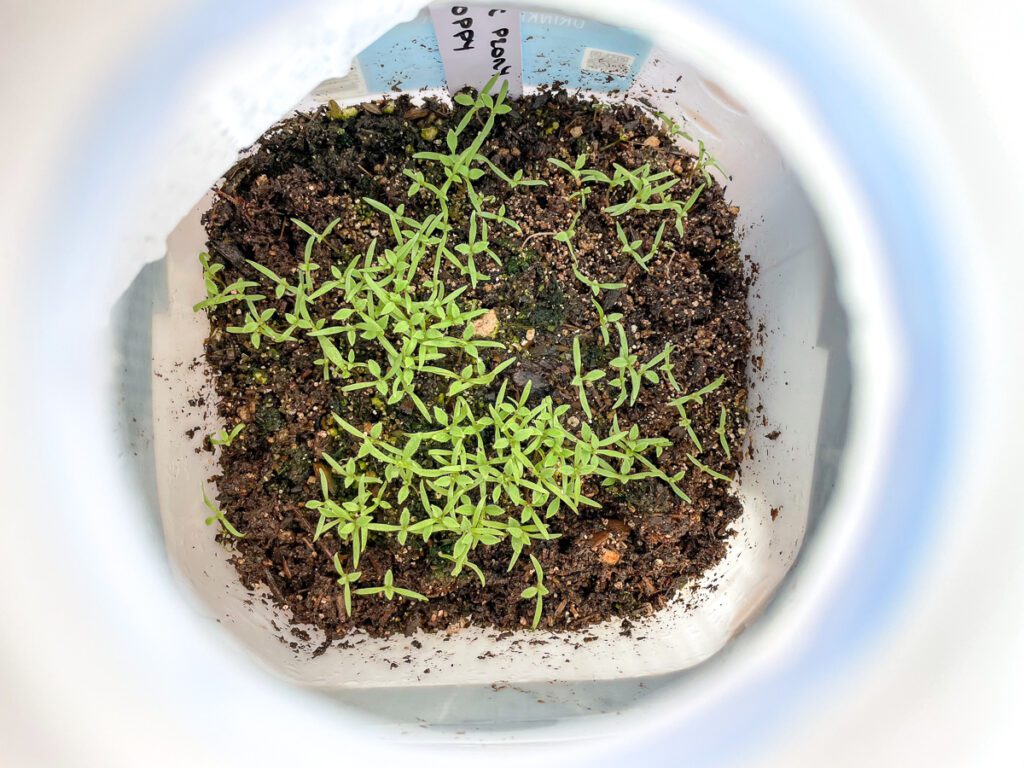 Cold Stratification: Unlocking Seed Dormancy - growhappierplants.com