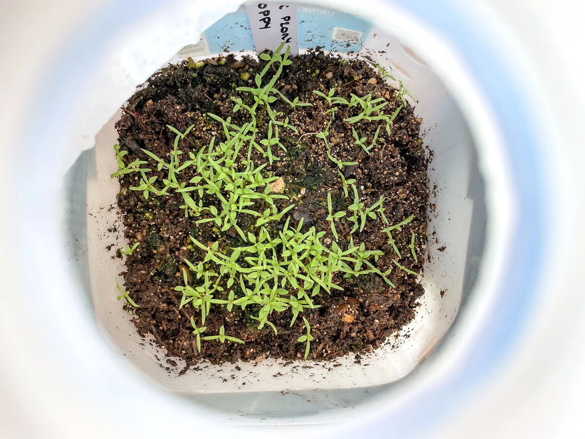 poppy seedlings in milk jug