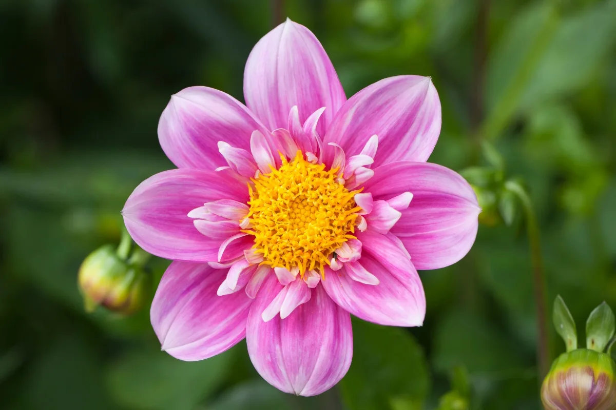 collarette dahlia