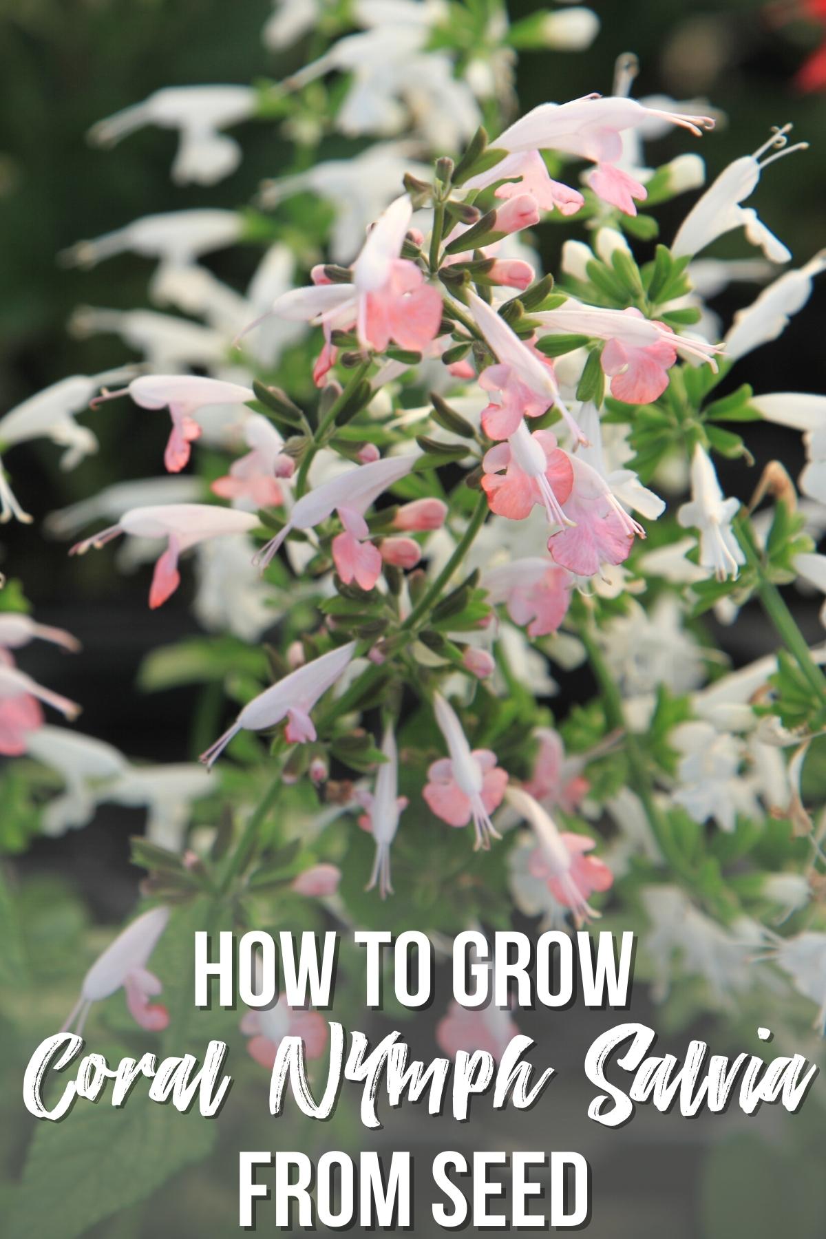how to grow coral nymph salvia from seed