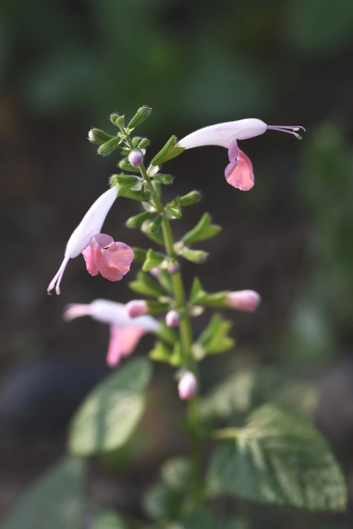 hummingbird coral nymph salvia plant