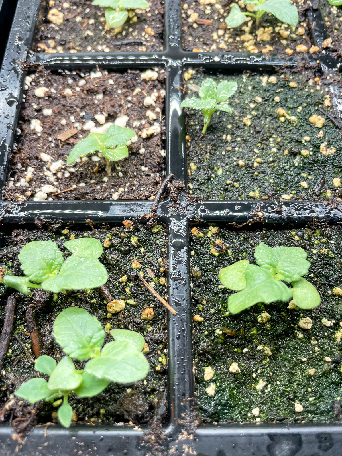 coral nymph salvia seedlings in tray