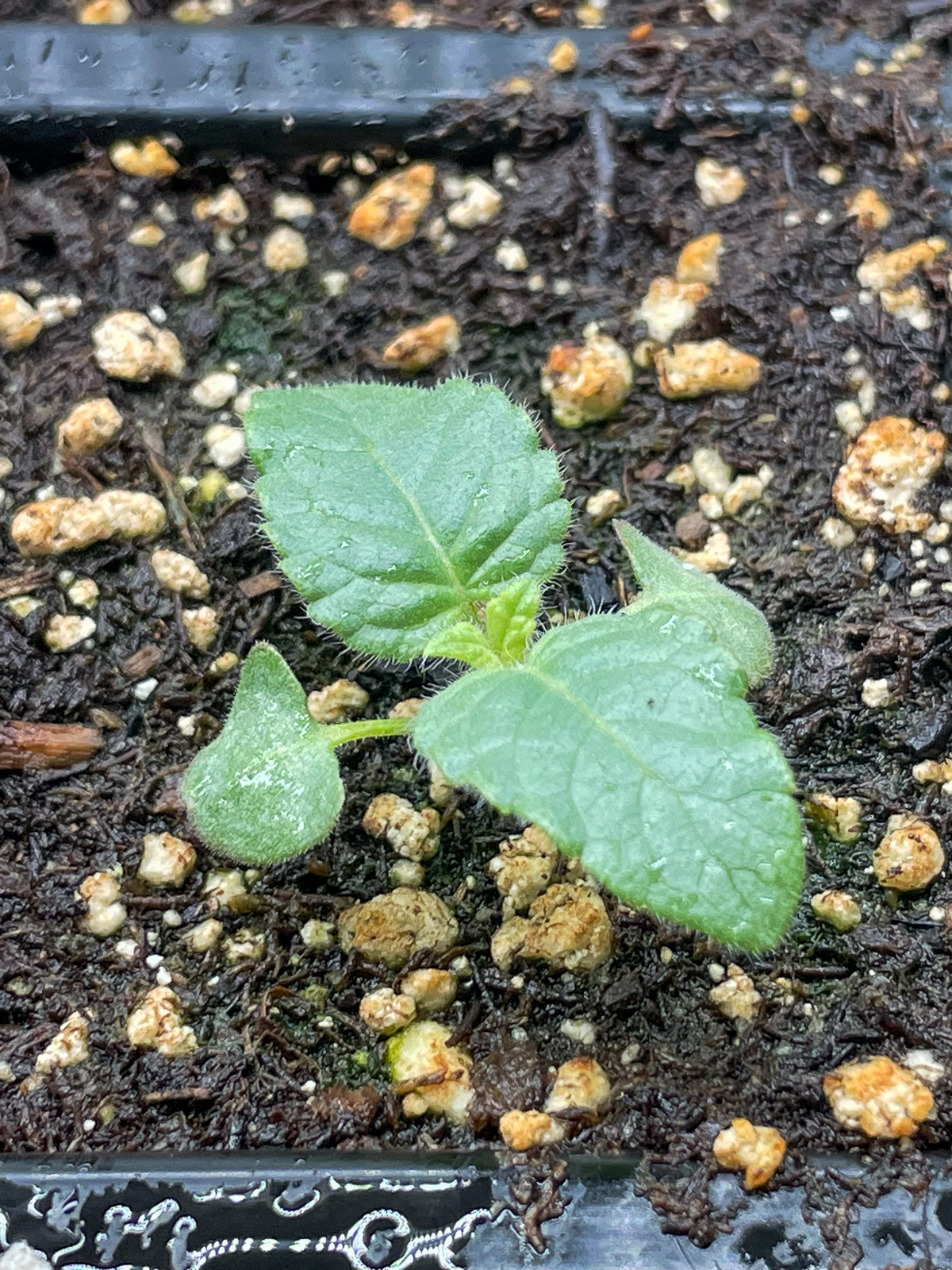 coral nymph salvia seedling