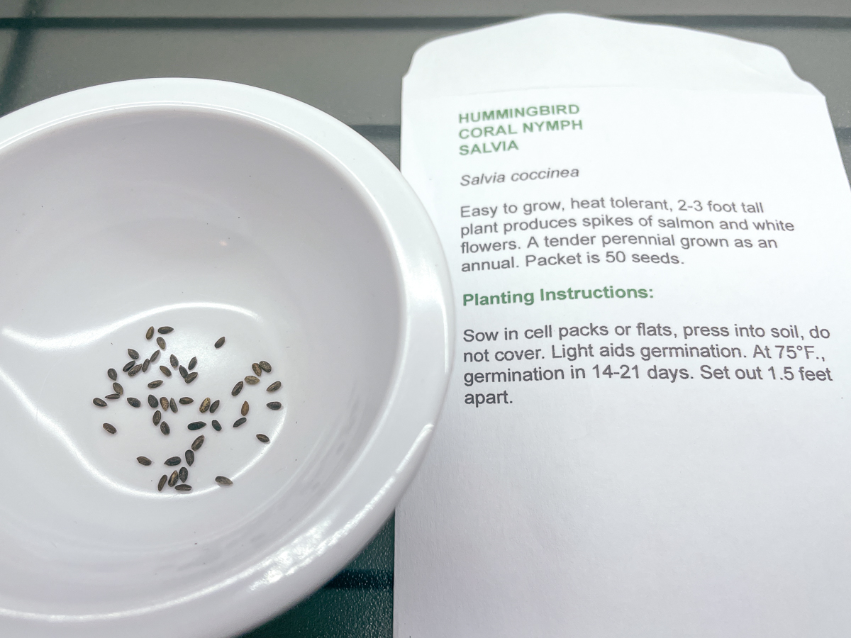 coral nymph salvia seeds in a bowl next to seed packet