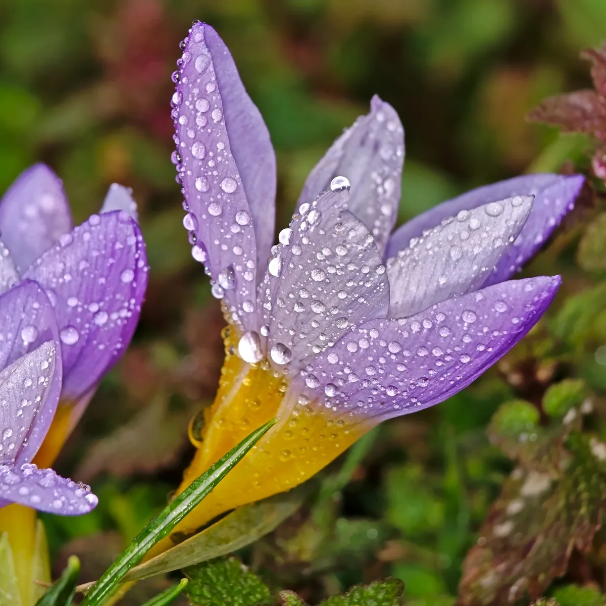 crocus bloom after watering