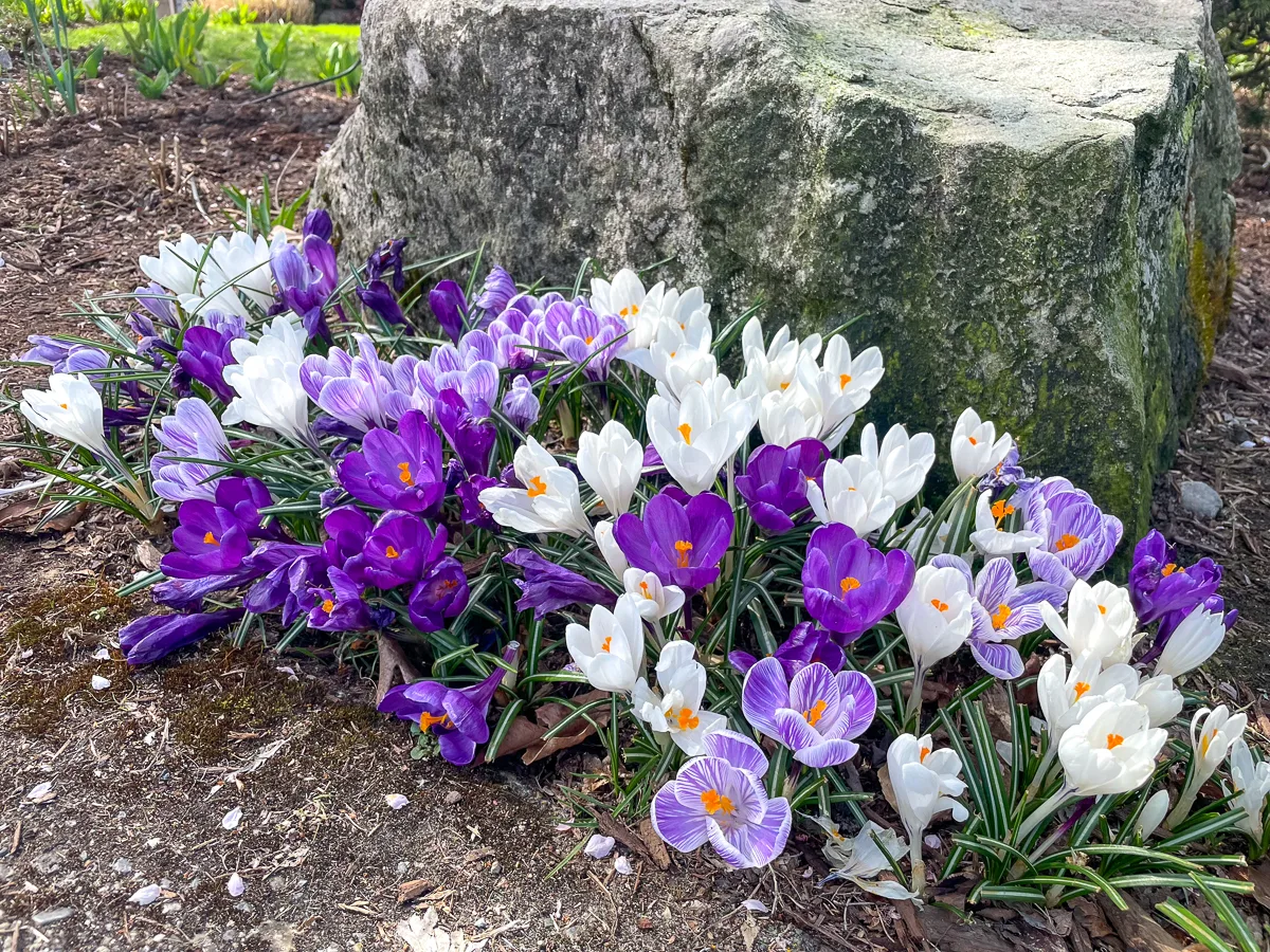 crocus blooming around rock in my garden