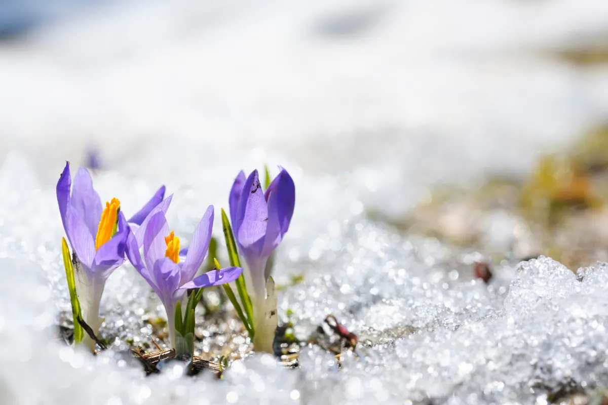 crocus blooming through snow