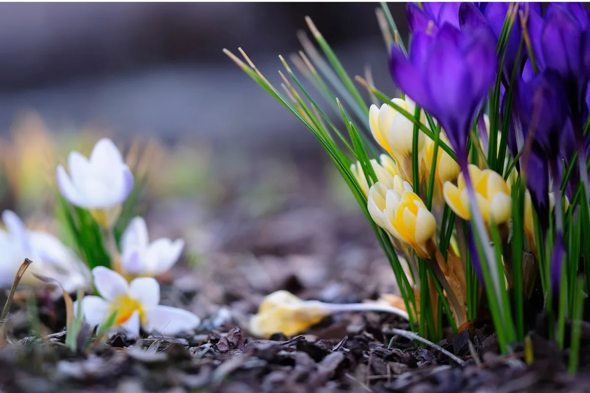 crocus blooming through mulch