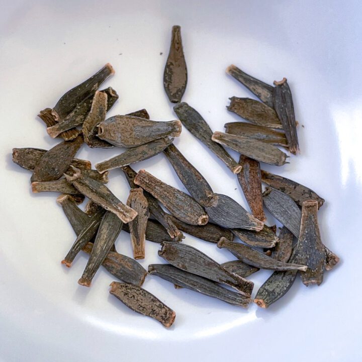 How to Grow Dahlias from Seed