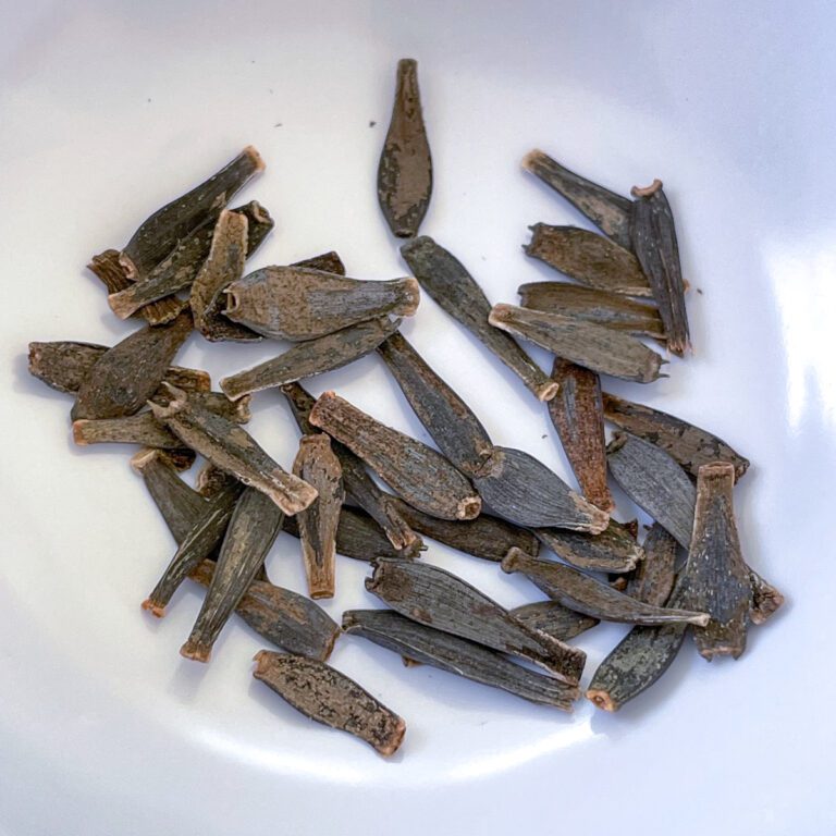 How to Grow Dahlias from Seed