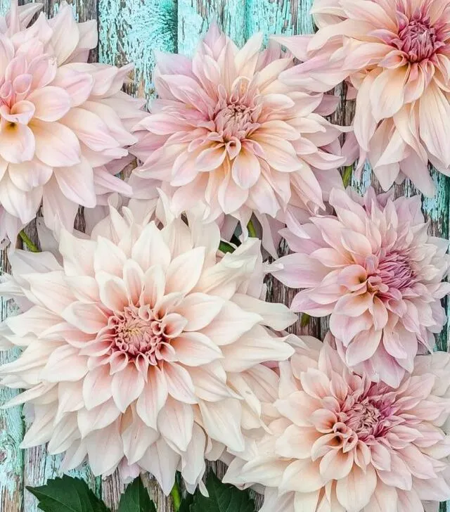 pale pink dahlias blooming