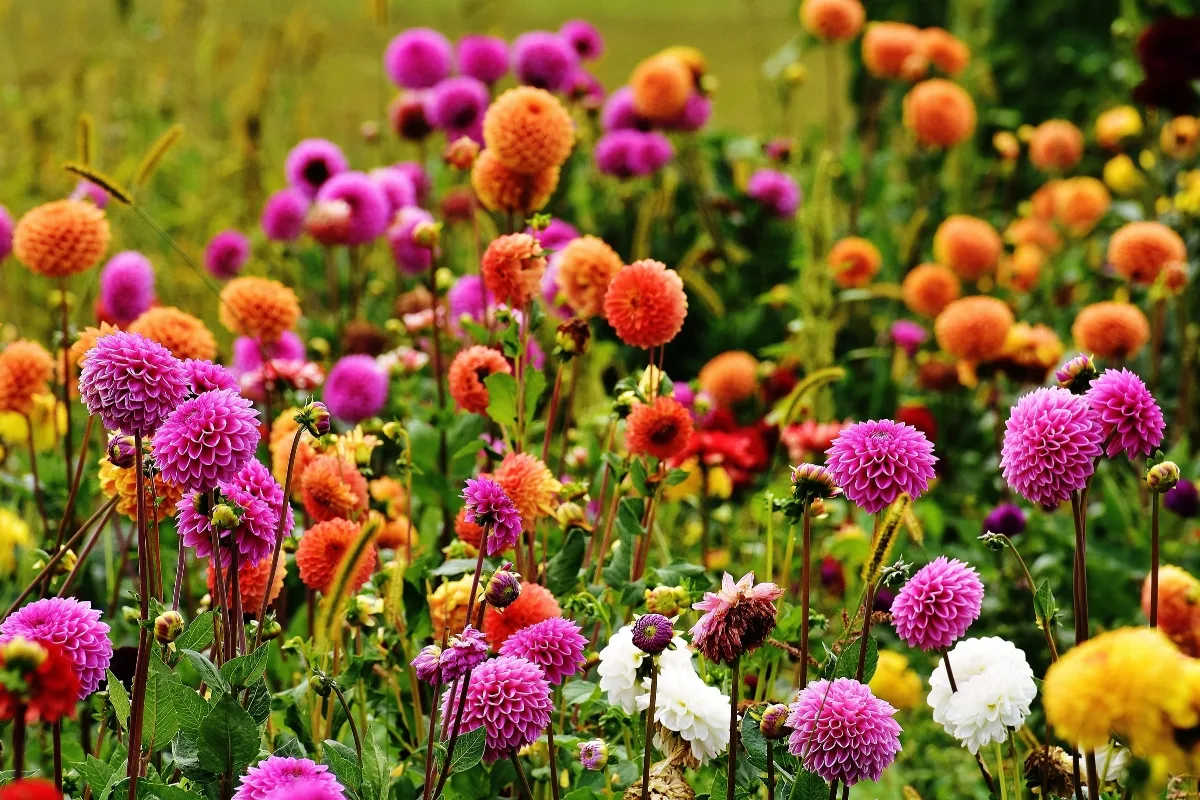 different colors of dahlias growing in the sun