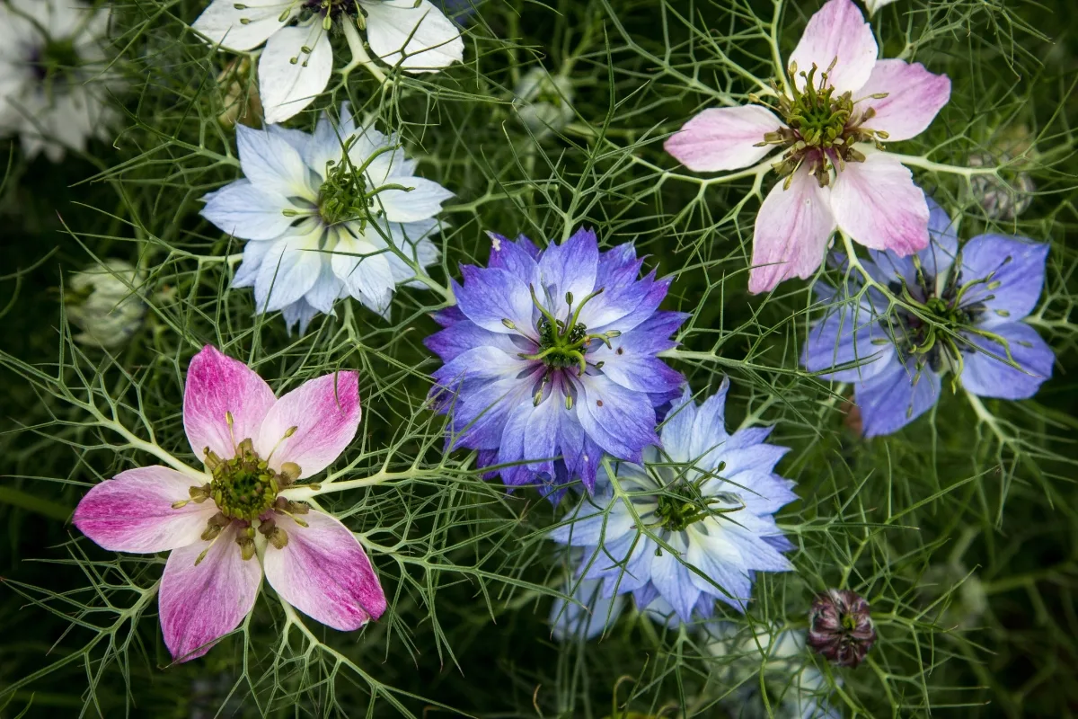 different colors of love in a mist flowers