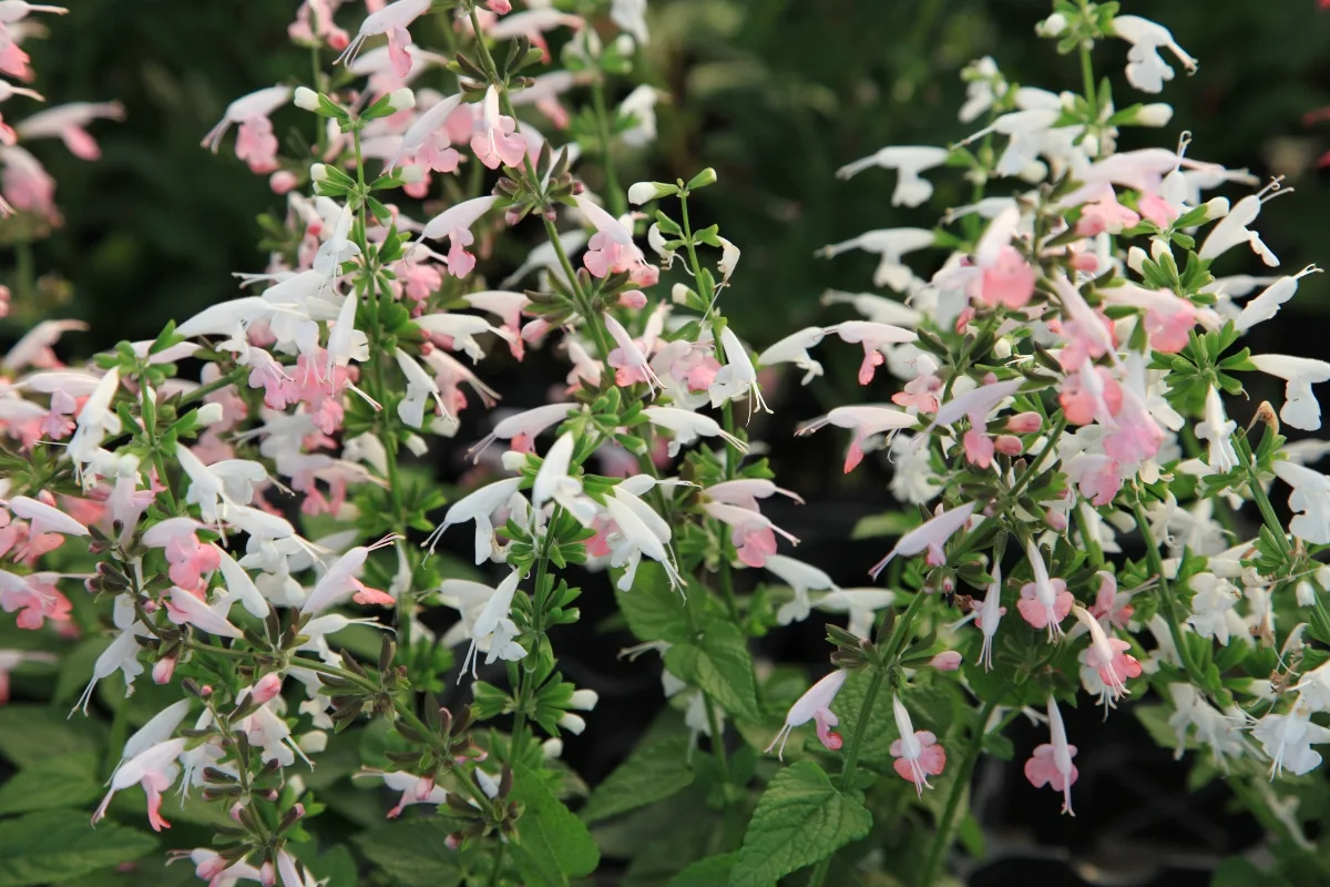 drift of hummingbird coral nymph salvia in the garden