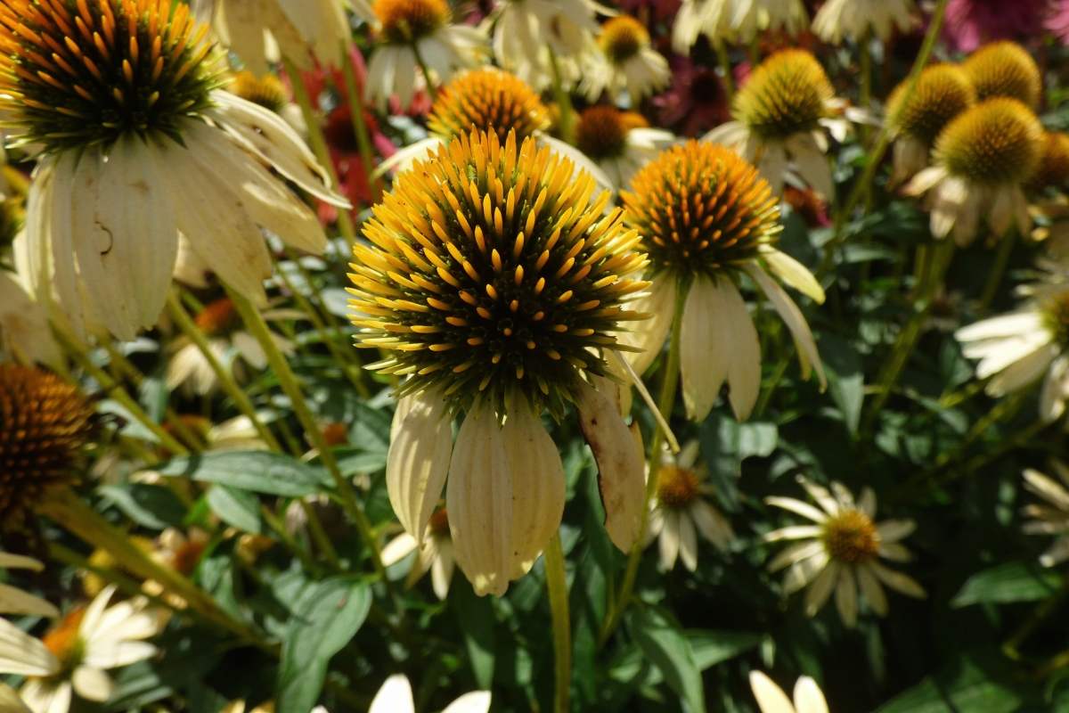 yellow echinacea seed heads after blooming