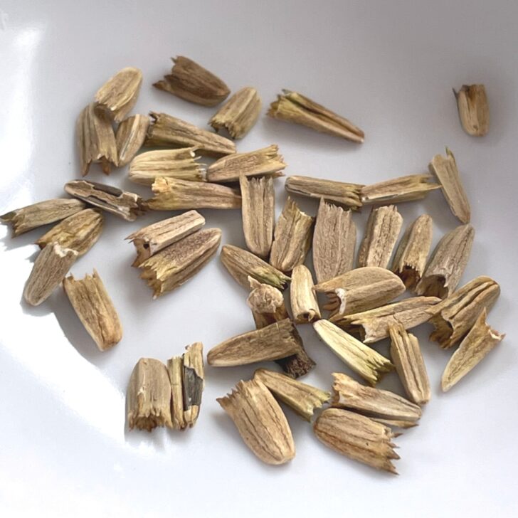 How to Grow Echinacea from Seed