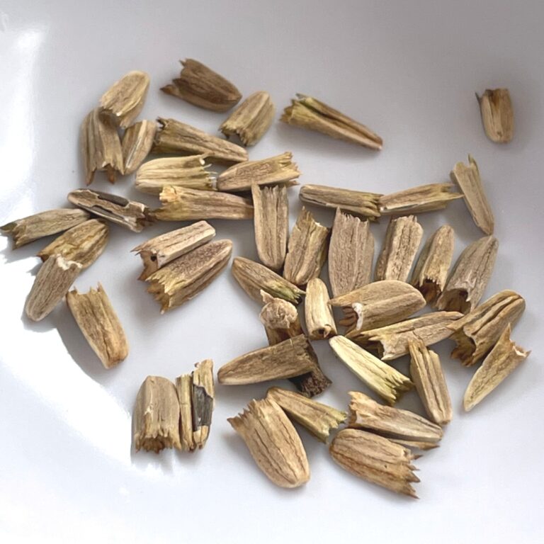 How to Grow Echinacea from Seed