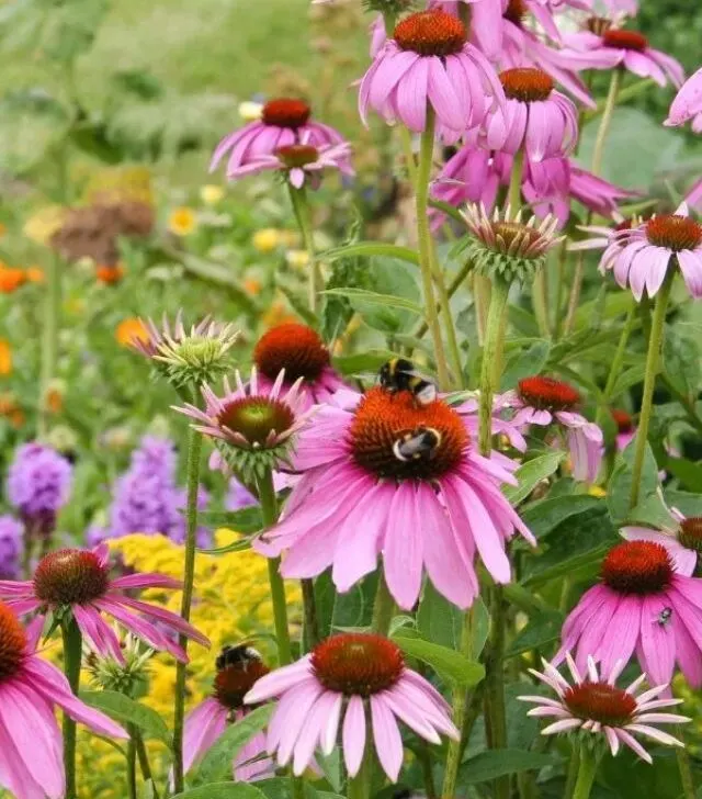 Flower bed full of echinacea flowers