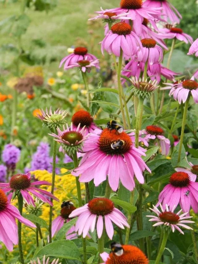 Growing Echinacea From Seed 