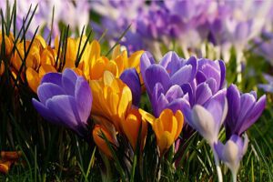 What to do with crocus after flowering - growhappierplants.com