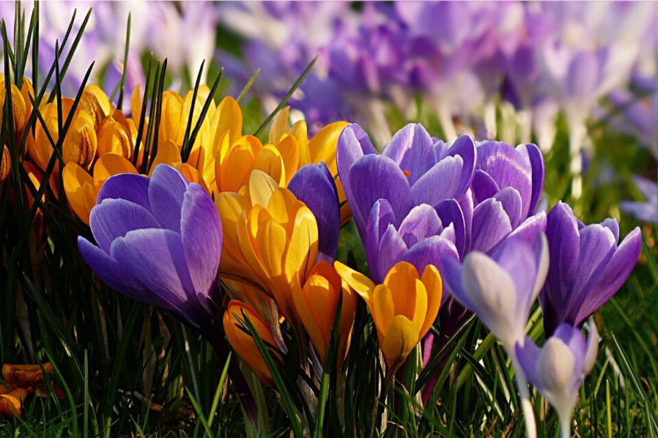 What to do with crocus after flowering