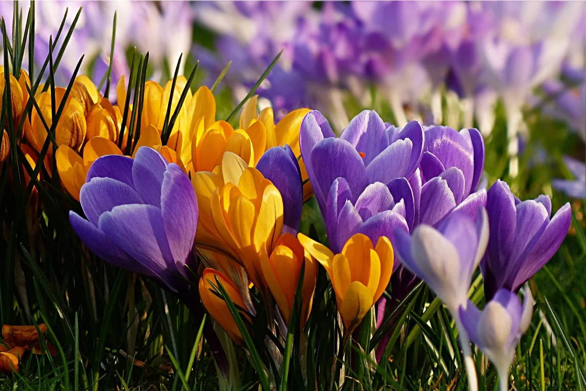 field of crocus in bloom