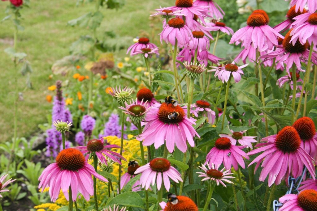 How to Grow Echinacea from Seed