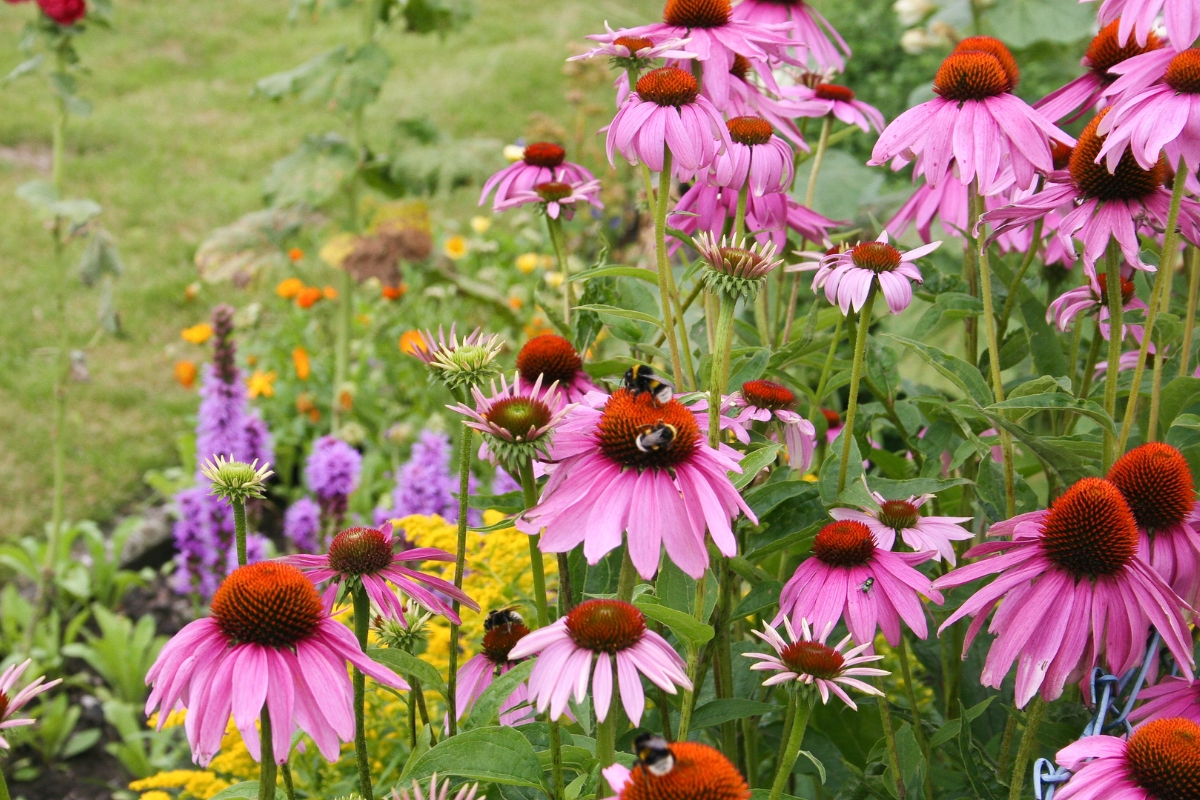 flower bed with purple echinacea