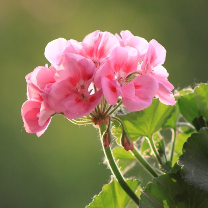 geraniums from seed