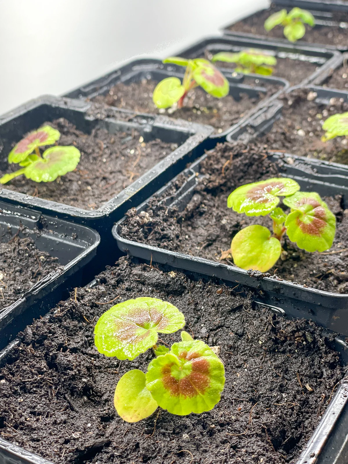 potted up geranium seedlings